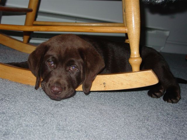 Tuck under chair.JPG